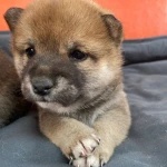 chiot Shiba Inu